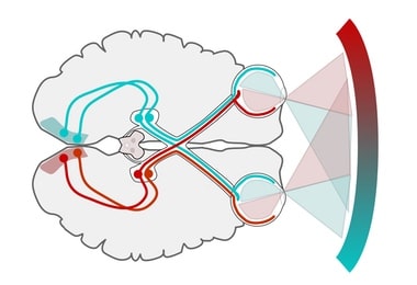 Neurooftalmología